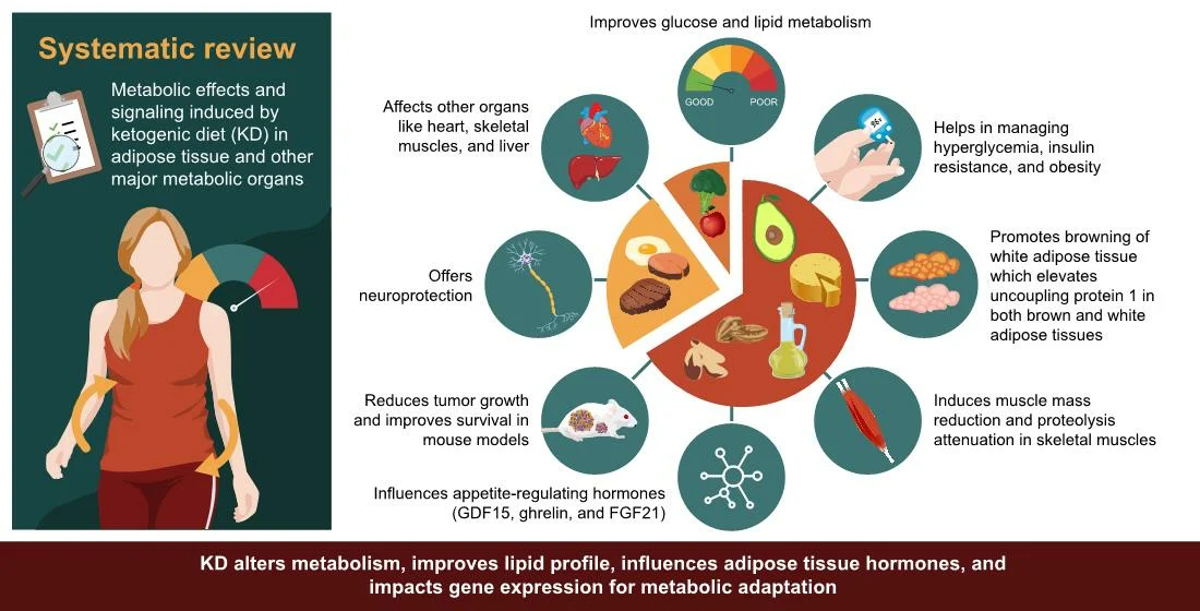 Metabolic Effects of Ketogenic Diets: Exploring Whole-Body ...